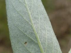 leaf, underside, enlarged image